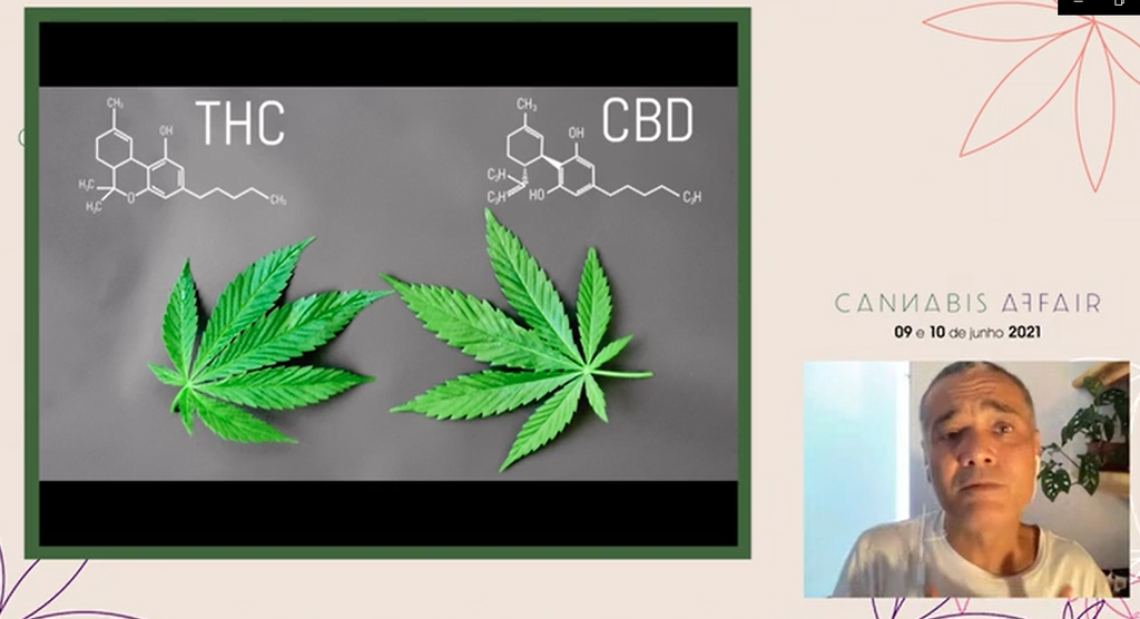 Principais canabinoides da cannabis são o THC e o CBD (Imagem: Reprodução/Cannabis Affair)