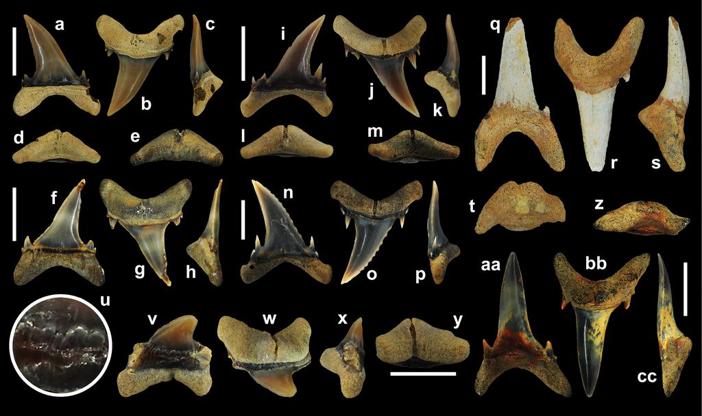 Os dentes da nova espécie de tubarão do Paleoceno em vários ângulos diferentes (Imagem: Ebersole et al./Fossil Record)