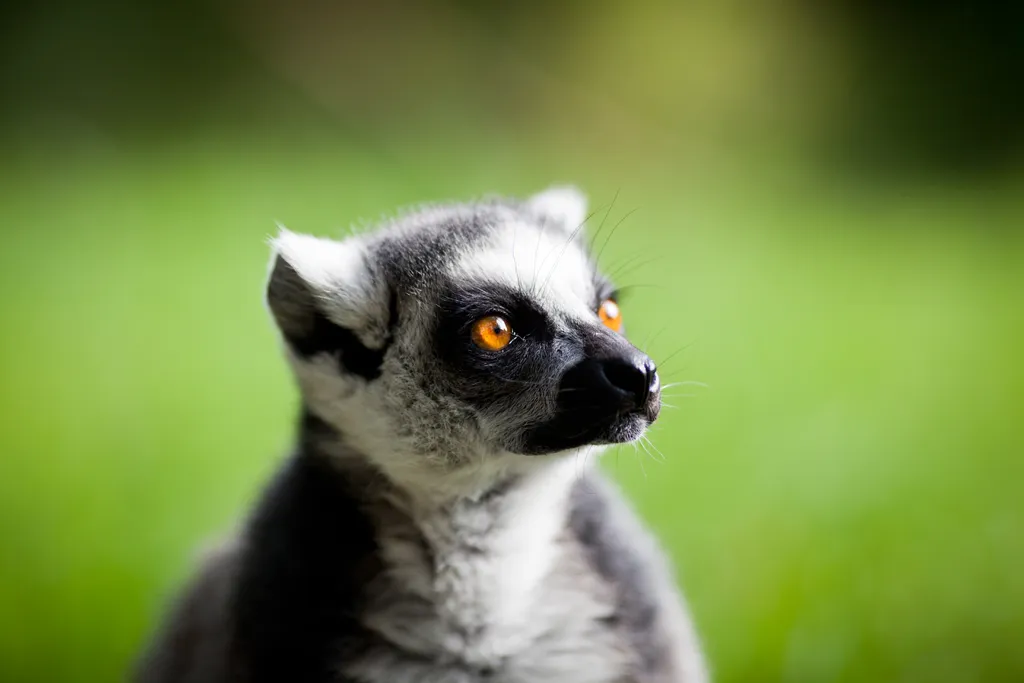 128 mamíferos, incluindo diversas espécies de lêmures, estão ameaçados de extinção na ilha. Cientistas estimam que Madagascar vai levar 23 milhões de anos para recuperar essa biodiversidade (Imagem: lightpoet/envato)