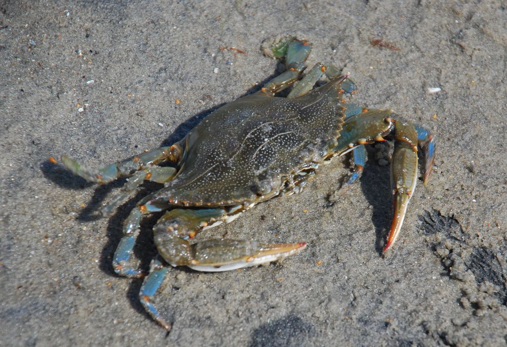 Siri da espécie Callinectes sapidus (Imagem: Jarek Tuszyński/Wikimedia Commons)