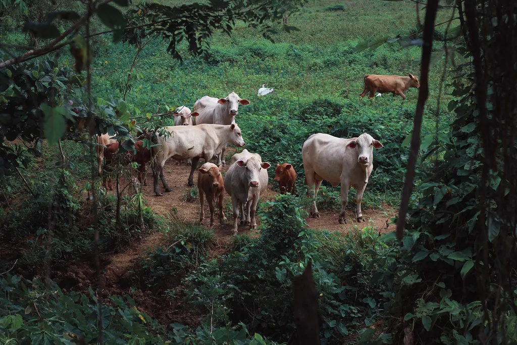 Criação de gado é a principal responsável pela maior parte do desmatamento global (Imagem: Reprodução/Pixabay/Leamsii)