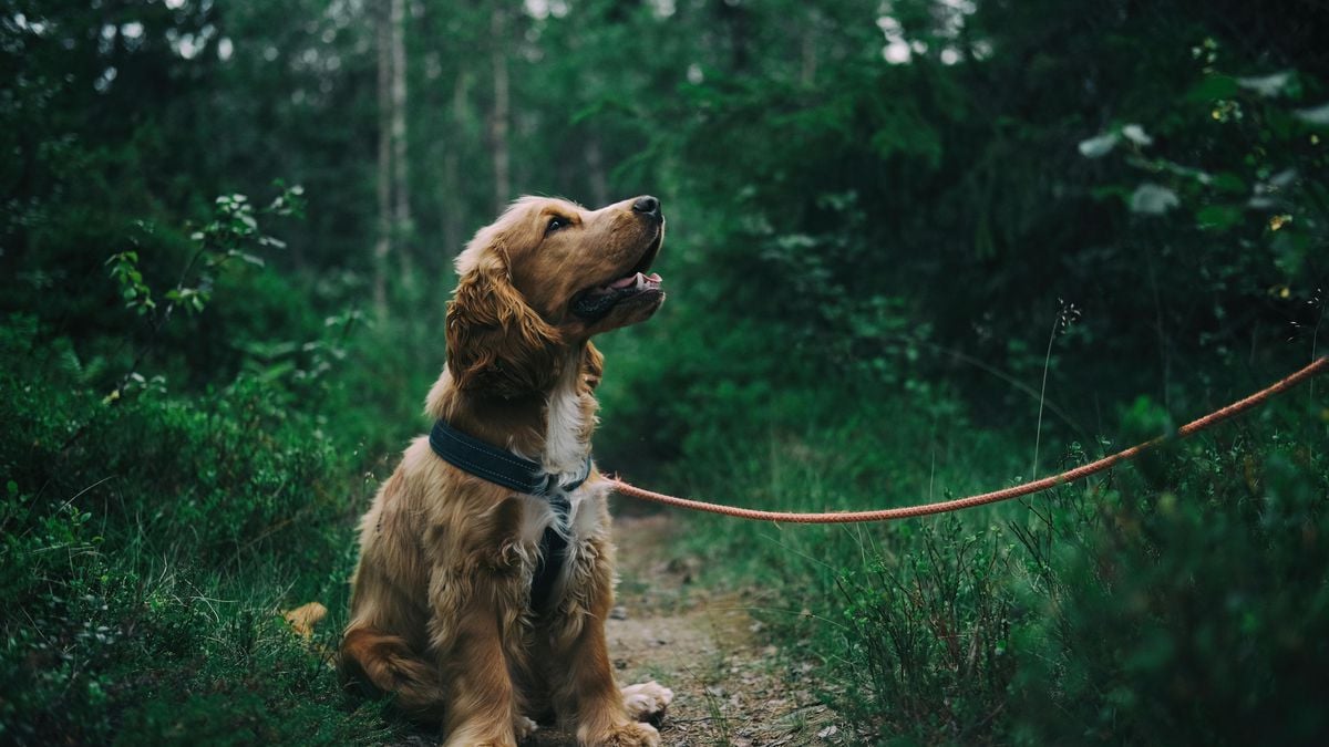 Ter um cachorro muda a vida para melhor, mas há um porém