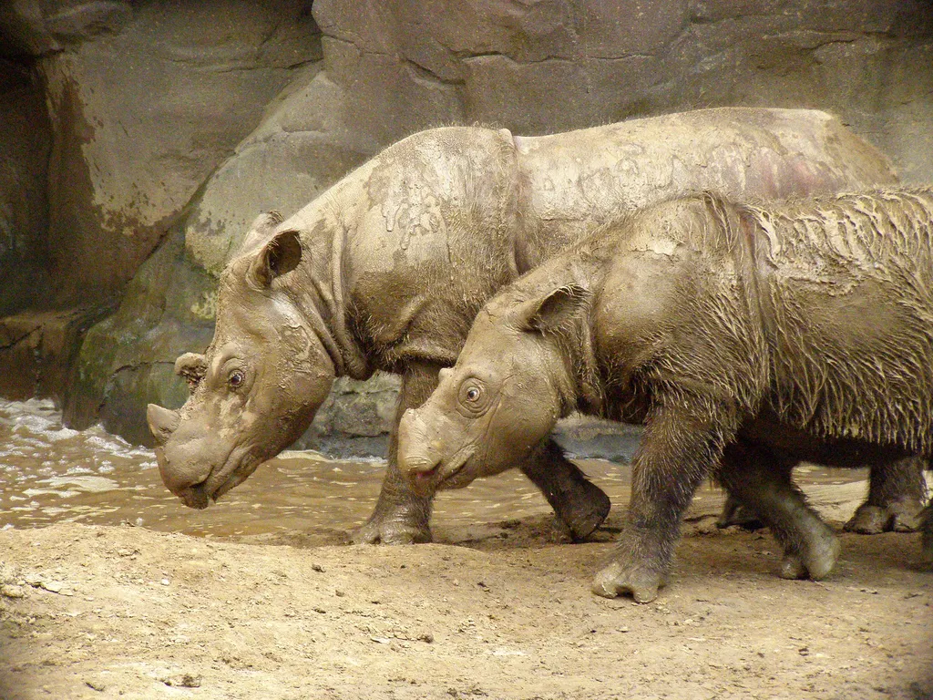 Os rinocerontes-de-sumatra são os parentes mais próximos do extinto rinoceronte-lanoso, e seu espalhamento os ameaça do mesmo destino (Imagem: Charles W. Hardin/CC-BY-2.0)