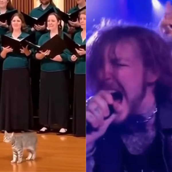 Gatos no Metal e Mais: A Nova Febre Viral do TikTok que Você Precisa Ver!