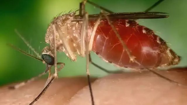 Divulgação/Conselho Federal de Farmácia
