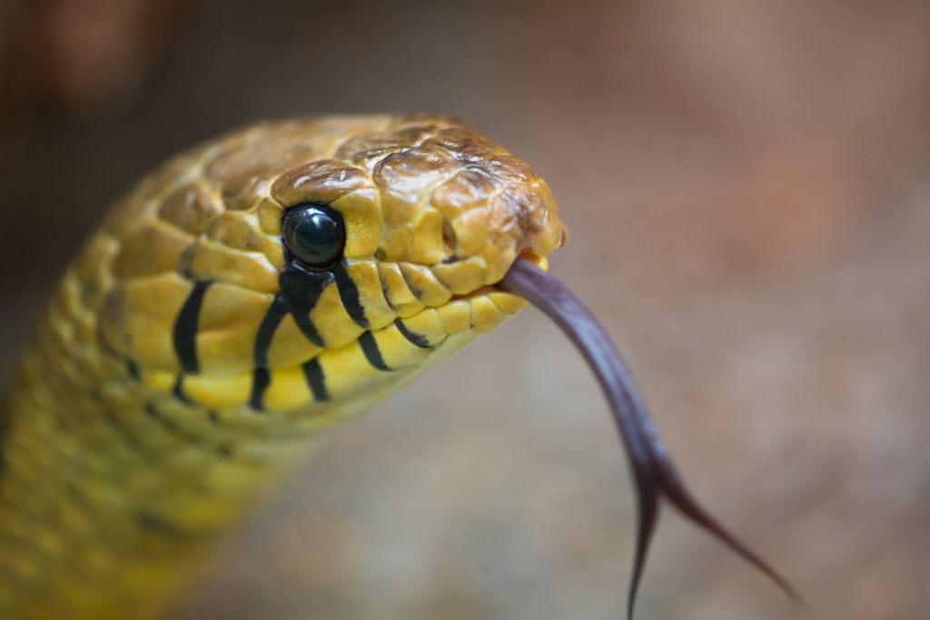 Compartilhamos alguns genes com as cobras, mas podemos produzir veneno? (Imagem: Piccaya/Envato)