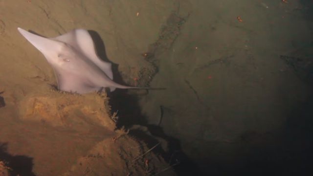 Cientistas jogam câmera em vulcão e descobrem que tubarões vivem ali