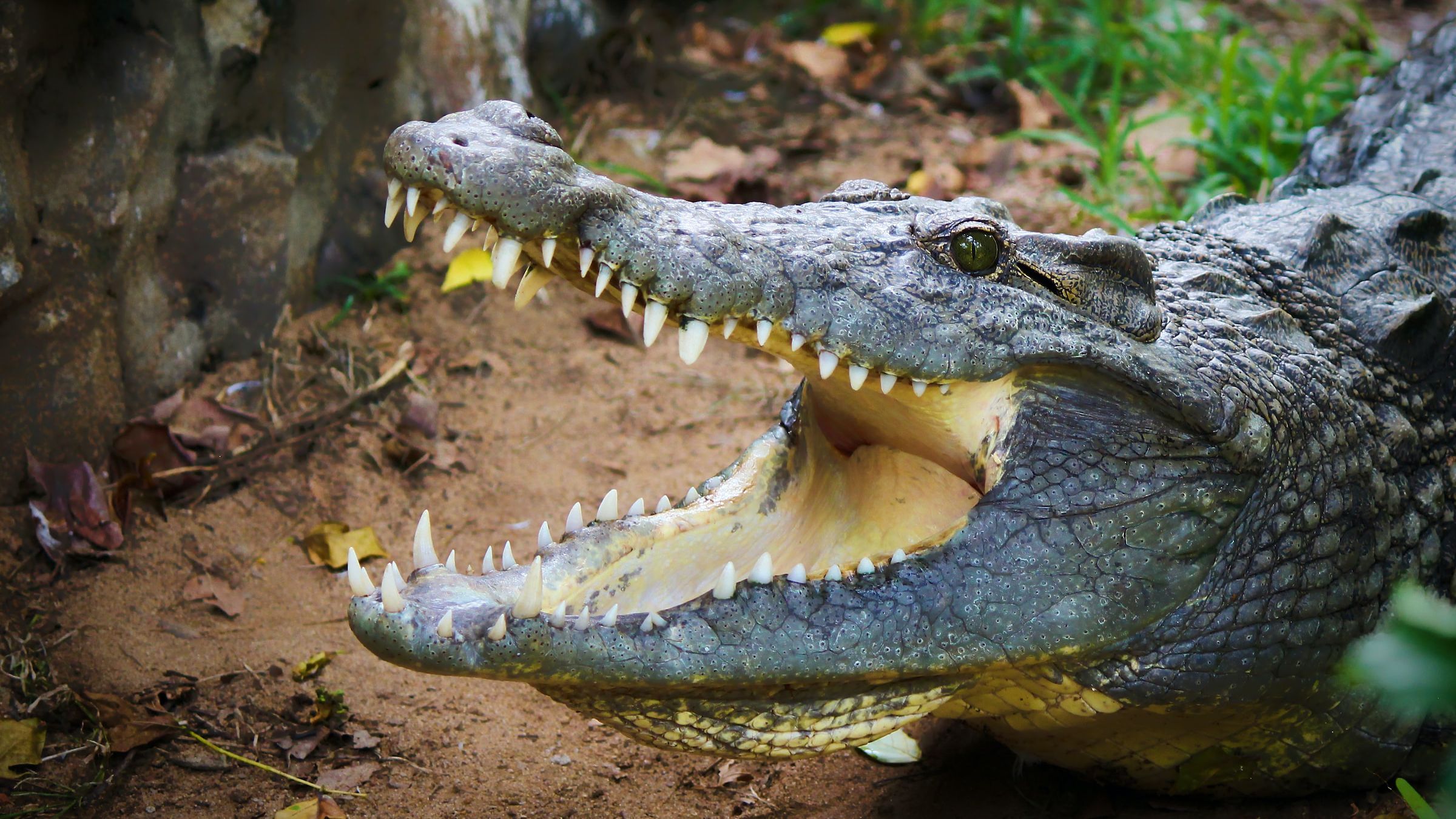 ¿Cuál es la diferencia entre caimán y cocodrilo?