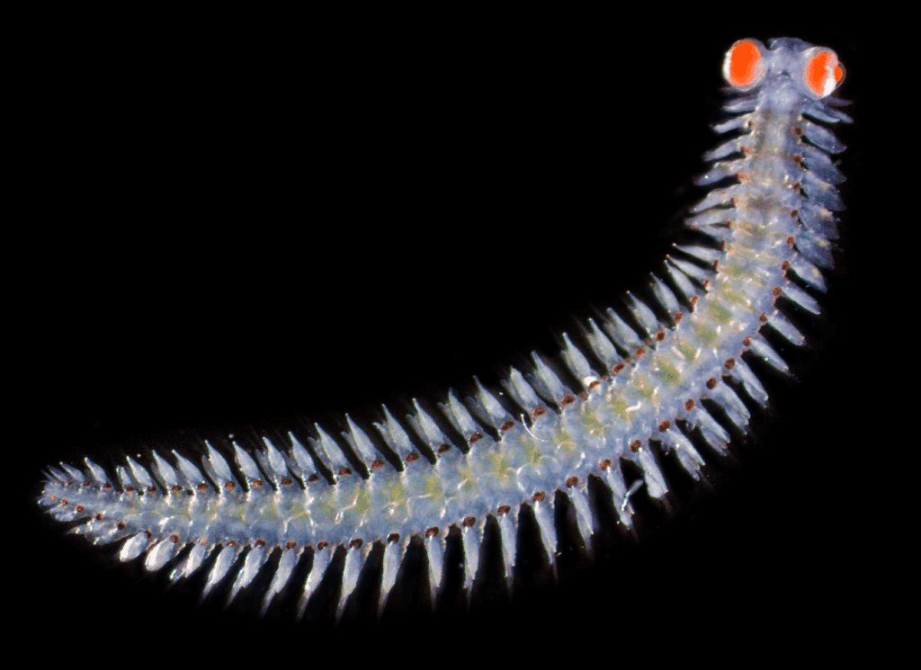 Vermes marinhos têm olhos gigantes e enxergam luz ultravioleta
