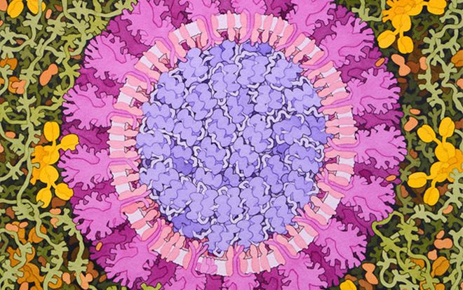 Testes de anticorpos no sangue revelam detalhes sobre imunidade à COVID-19