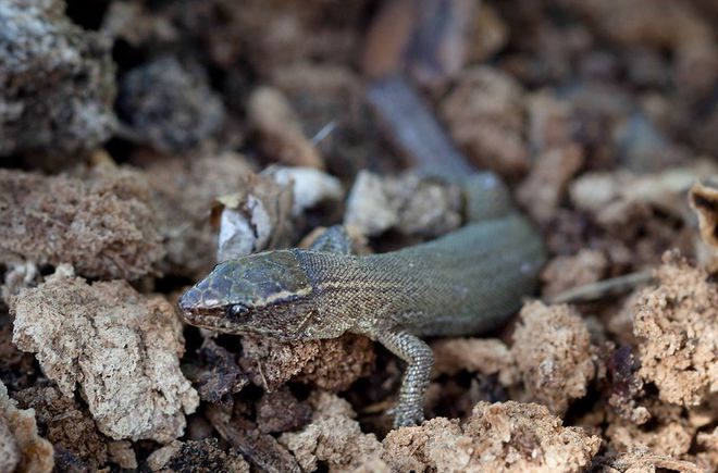Lagarto Xantusia