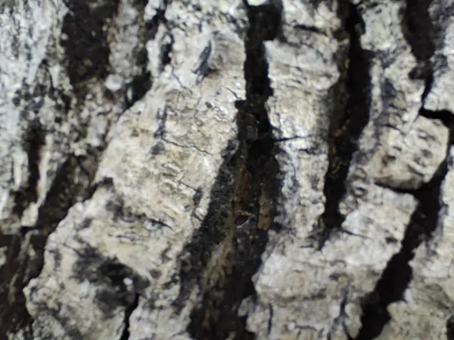 Poco F5 Pro - C&acirc;mera macro