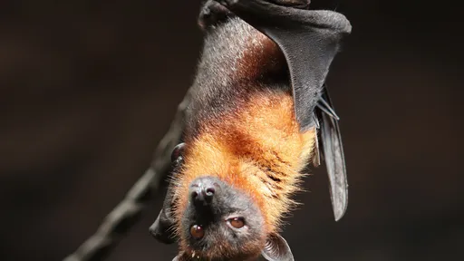 Cientistas encontram "parentes" do coronavírus em morcegos do Laos