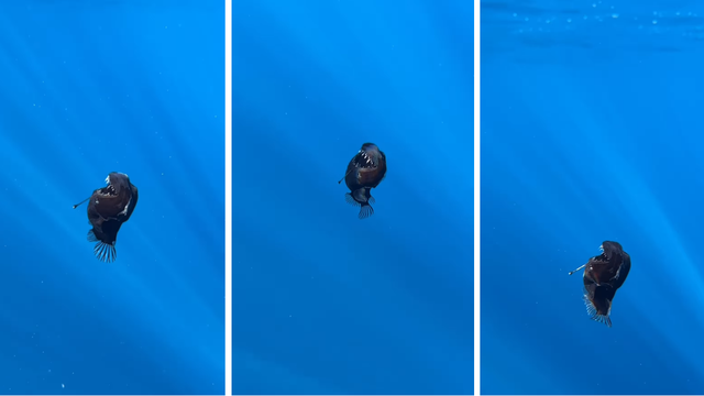 Reprodução/ONG Condrik Tenerife/Instagram