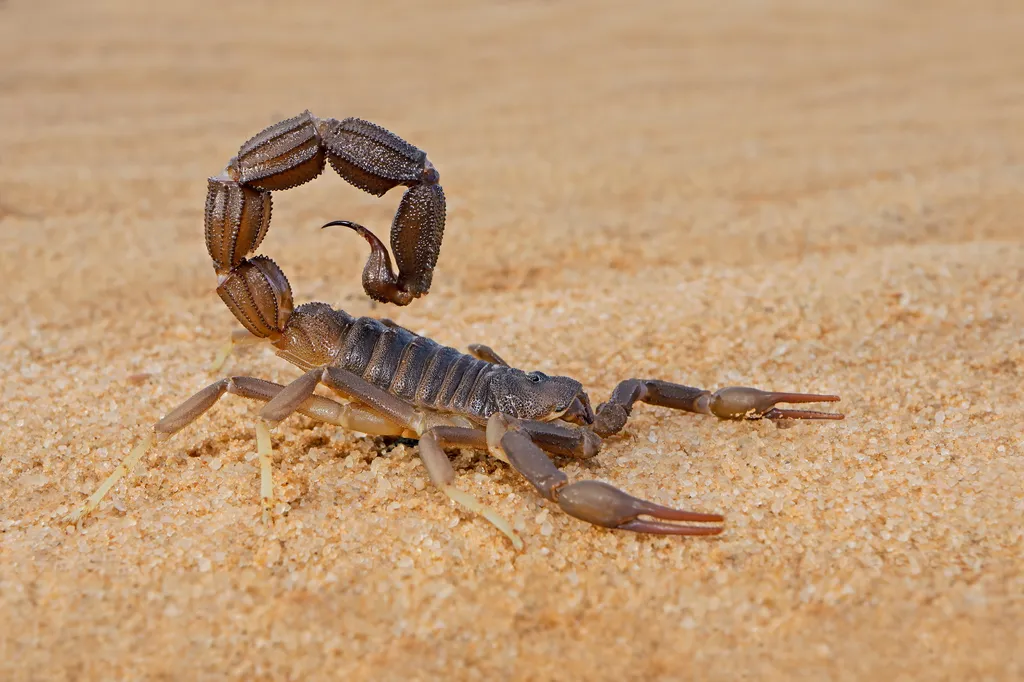 Escorpiões são alguns dos animais que sobreviveriam a uma guerra nuclear (Imagem: Twenty20photos/Envato)