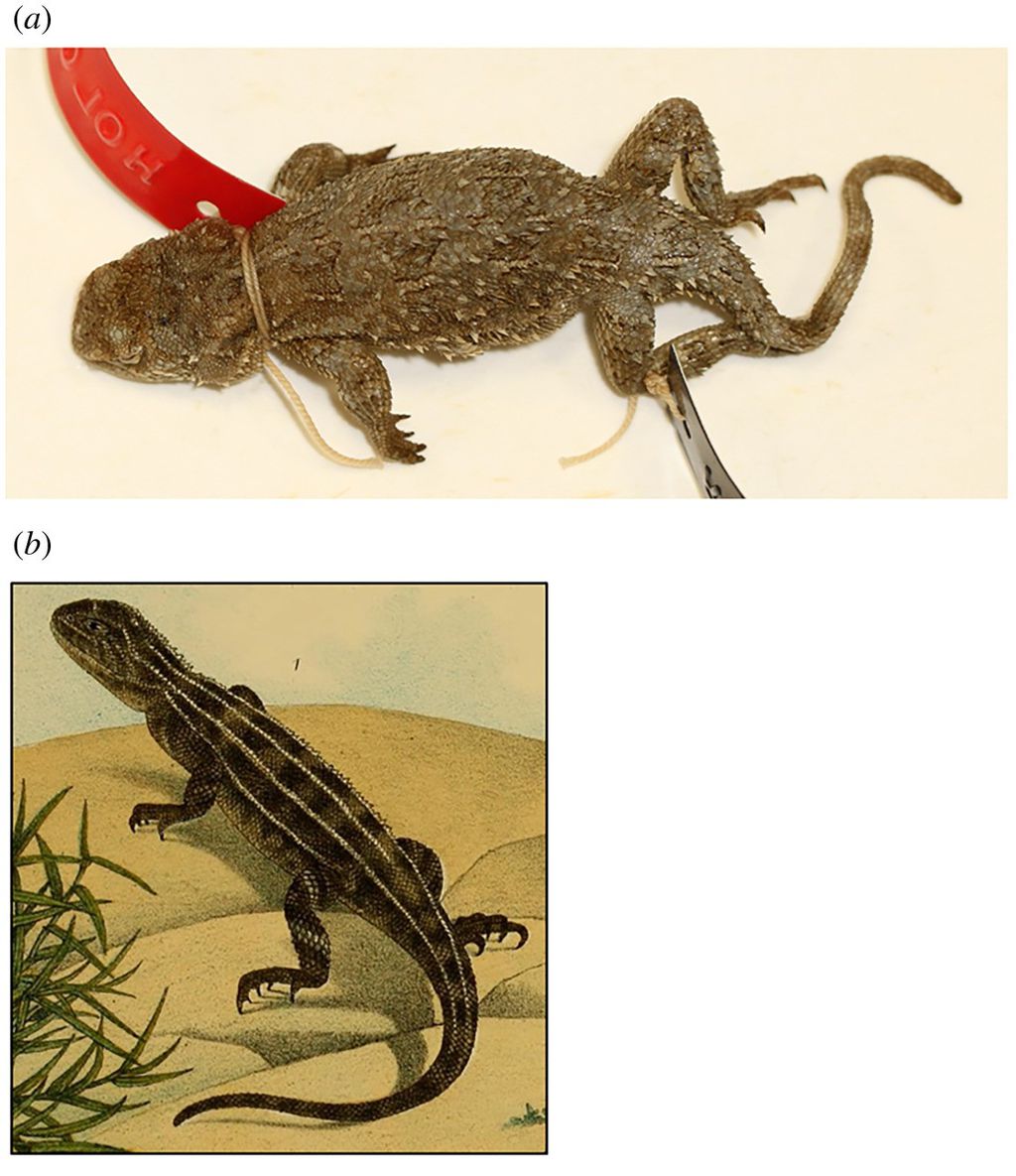 Cientistas querem impedir a extinção do dragão-sem-orelha-vitoriano (Imagem: Melville et al., 2019/Royal Society Open Science)