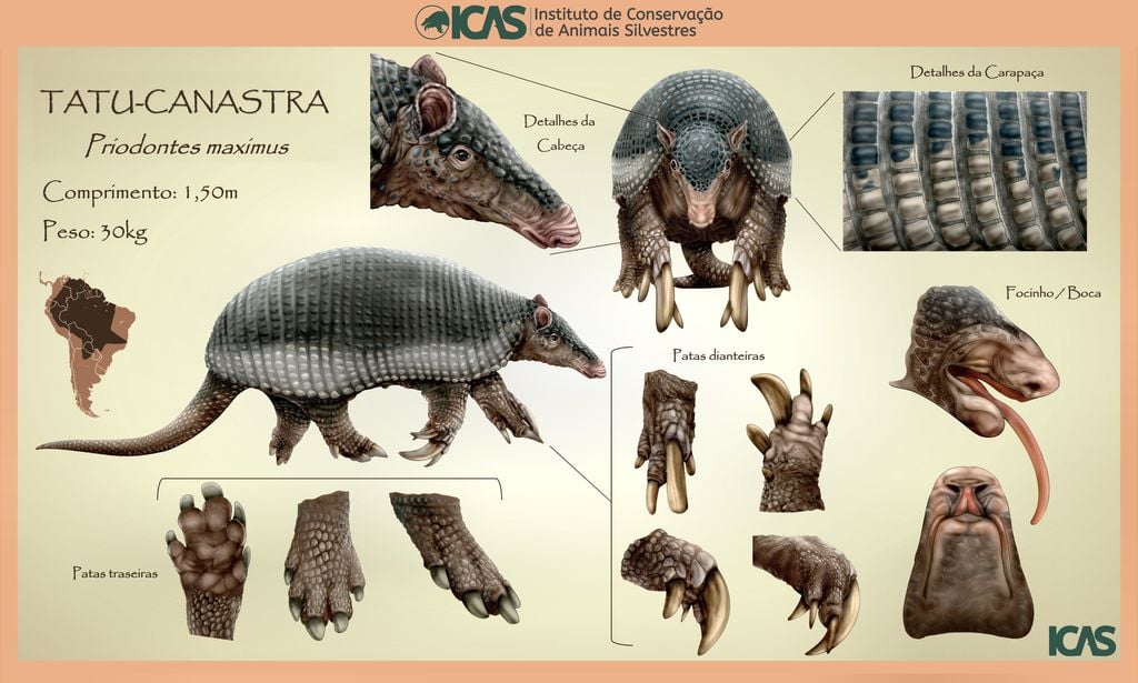 O tatu-canastra vence como o mamífero com mais dentes, ostentando até 100 deles, mas fica longe da classificação geral do reino animal (Imagem: Pedro Busana/Instituto de Conservação de Animais Silvestres)