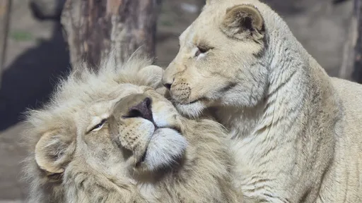 Estudo mostra como ficam os leões expostos a ocitocina, o "hormônio do amor"
