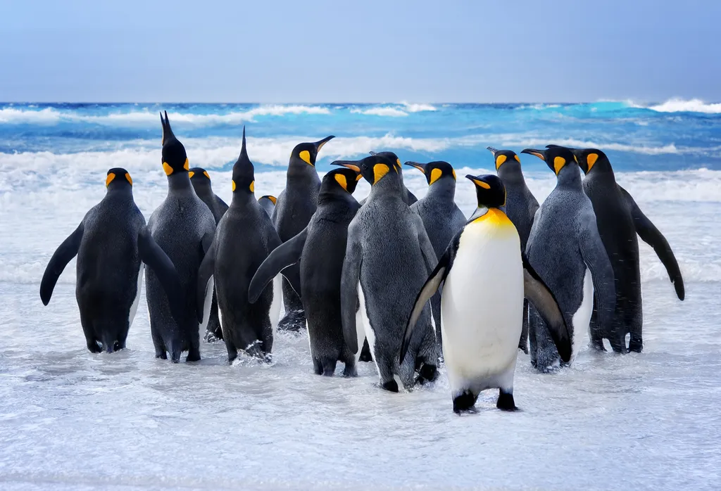 Pinguins pararam de voar muito antes da formação das camadas de gelo polar (Imagem: kwestdigital/envato)