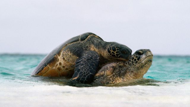 Drones científicos registram acasalamento entre tartarugas em extinção