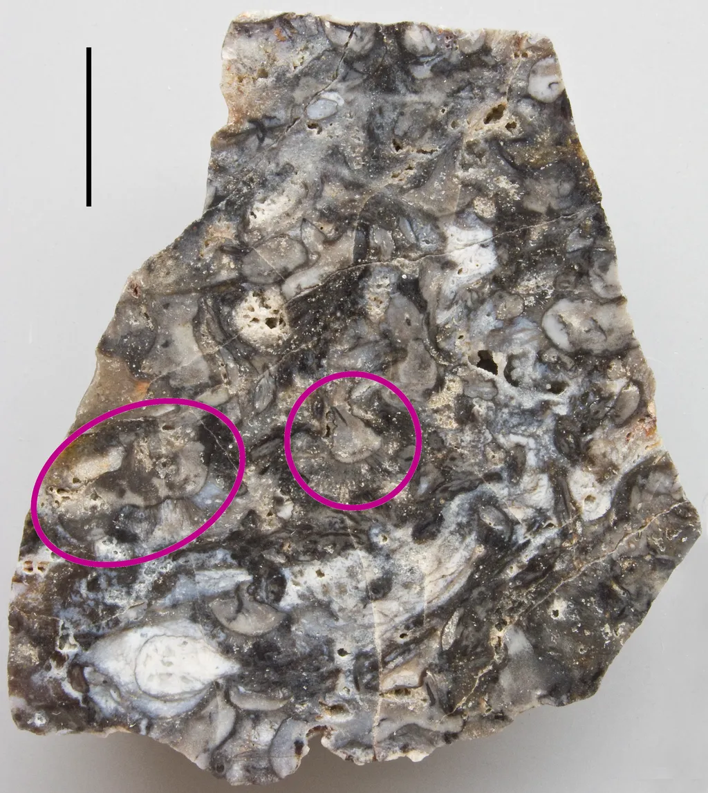 Uma das primeiras formas de vida na Terra encontradas nas rochas de Rhynie é essa Horneophyton, espécie extinta de planta do início do Devoniano (Imagem: Peter coxhead/CC-BY-3.0)