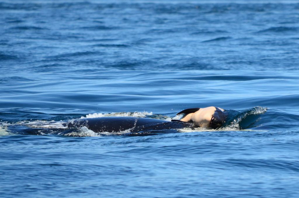 Na imagem, vemos Tahlequah, uma mãe orca, empurrando o corpo falecido do filhote consigo no que se acredita ser uma demonstração de luto (Imagem: Michael Weiss/Center for Whale Research)