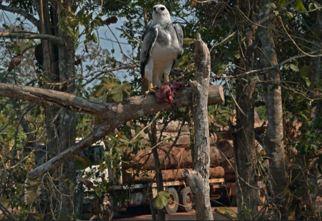 Uma harpia alimentada por voluntários de conservação, enquanto, ao fundo, a destruição do bioma é revelada pela madeira desmatada no caminhão (Imagem: Reprodução/Carl de Souza/AFP)