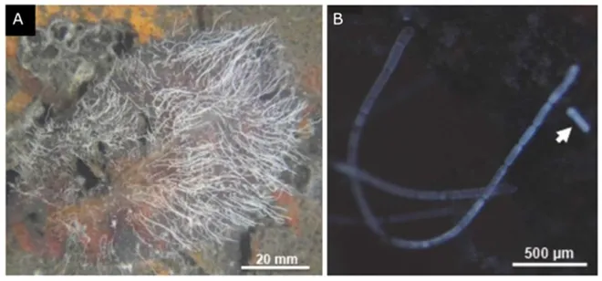 Visível a olho nu, bactéria gigante é encontrada em mangue no Caribe (Imagem: Volland et al., 2022/BioRxiv)