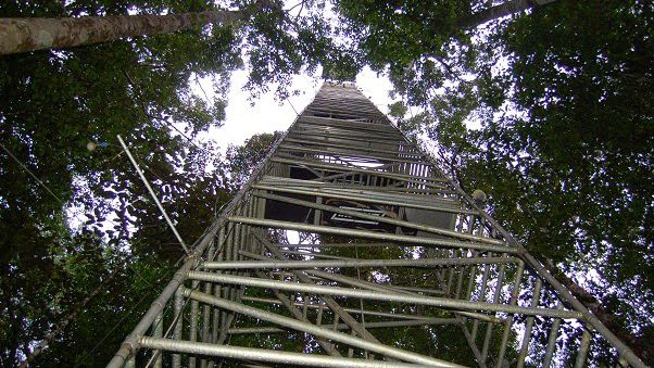 Torre gigantesca ajudará cientistas a monitorar a Amazônia