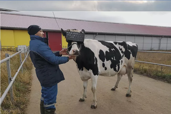Ministério da Agricultura russo divulgou imagens de vacas usando óculos de Realidade Virtual