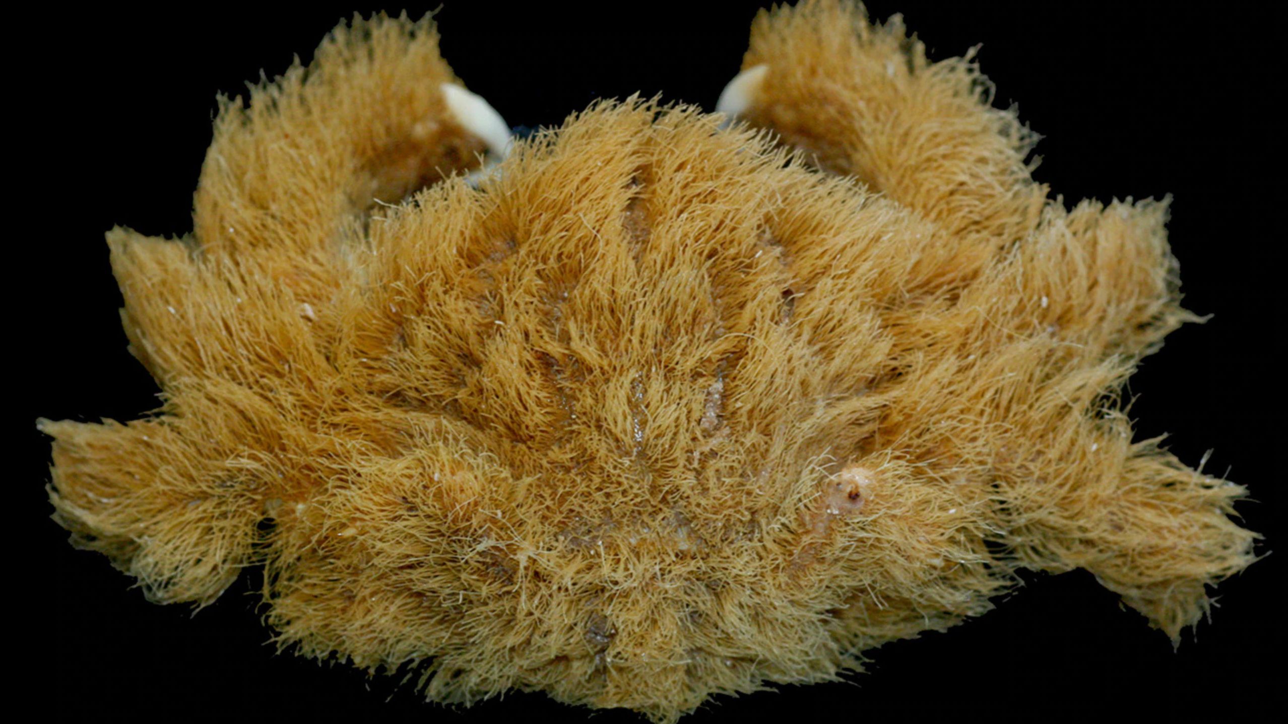 Nova espécie de caranguejoesponja peludo usa um chapéu vivo Canaltech