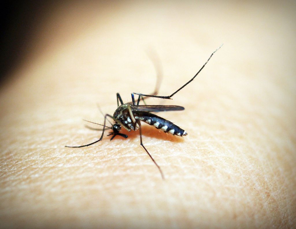 zika também é transmitido pelo Aedes Aegypti, mas é uma doença diferente das outras (Imagem: 4330/Pixabay)