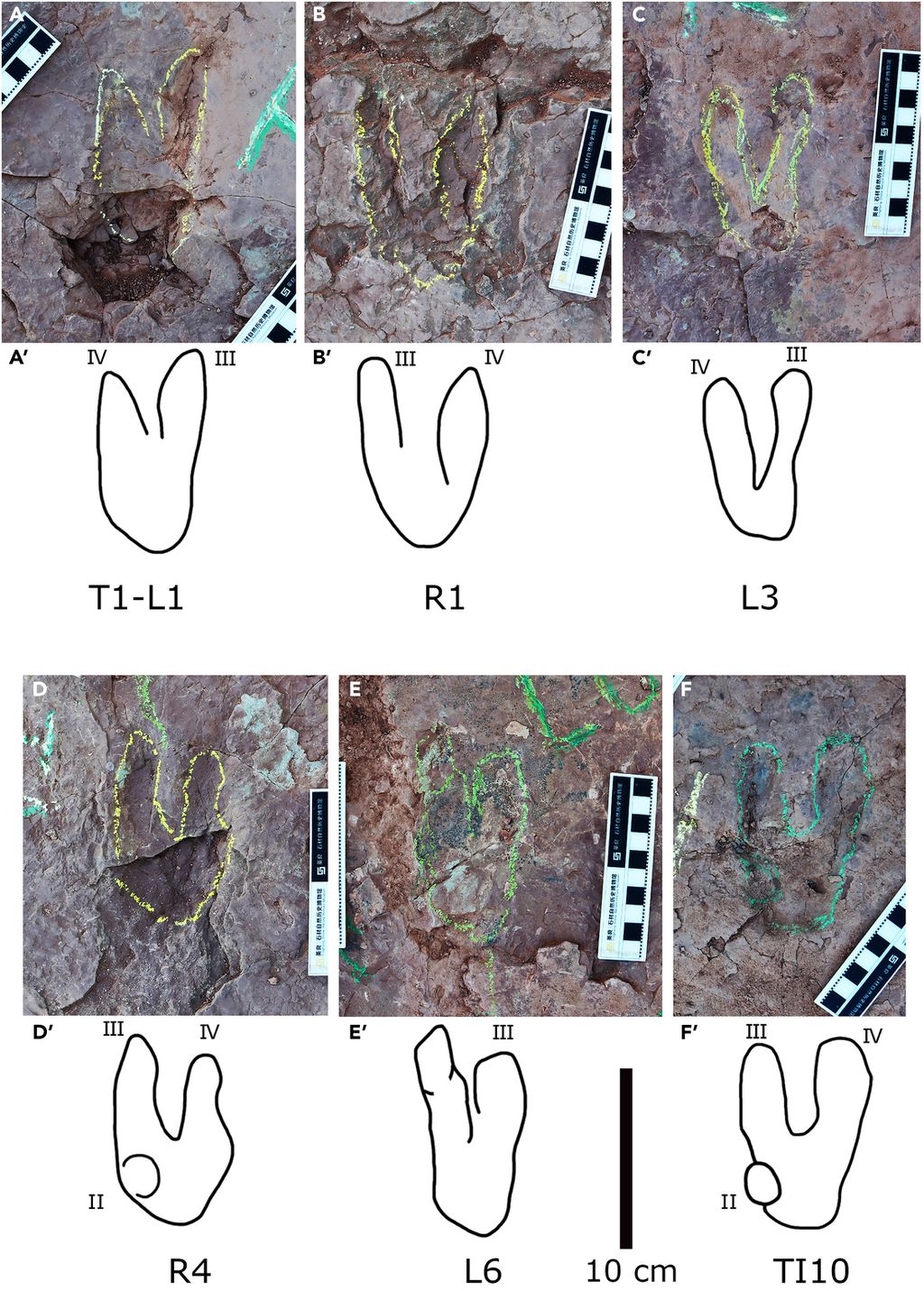 As pegadas do pequeno velociraptor encontradas ao lado de seu primo evolutivo maior (Imagem: Xing et al./iScience)