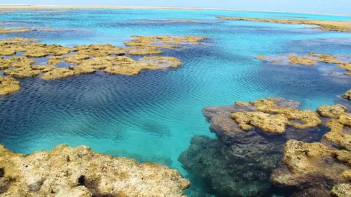 Mudanças climáticas podem transformar recifes de corais em "cidades-fantasmas"