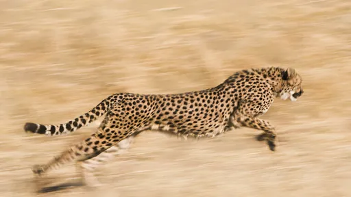 Ciência se inspira na aerodinâmica dos guepardos para criar robôs mais ágeis