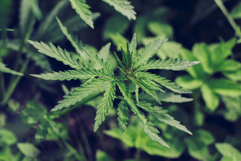 Anvisa libera a primeira plantação de cannabis para o uso em estudos científicos (Imagem: Sonyachny/Envato)