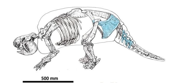 Parte da megafauna, tatu gigante caçado por humanos há 21 mil anos é encontrado na Argentina (Imagem: Del Papa et al., 2024, PLOS ONE/CC-BY 4.0)