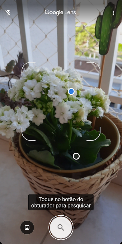 Funcionalidade do Google identifica plantas (Imagem: André Magalhães/Captura de tela)