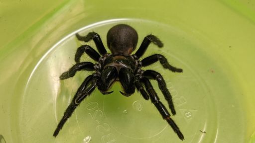Veneno da aranha mais perigosa do mundo pode ajudar a salvar corações de humanos
