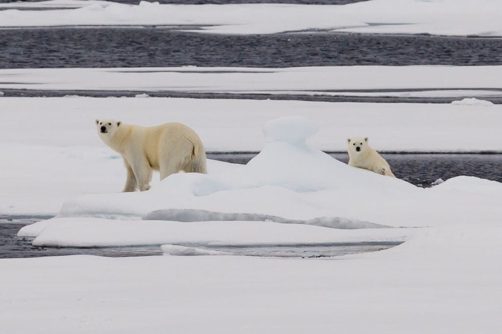 O recuo da extensão do gelo compromete o habitat de muitas espécies, como o urso-polar (Imagem: Reprodução/Mosaic Expedition) 