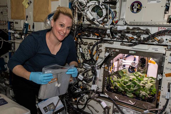 Kate Rubins, astronauta da Expedição 64, com um experimento criado para otimizar o crescimento de plantas no ambiente espacial (Imagem: Reprodução/NASA)