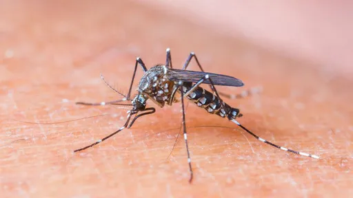 Cientistas podem ter encontrado ligação entre Zika vírus e microcefalia