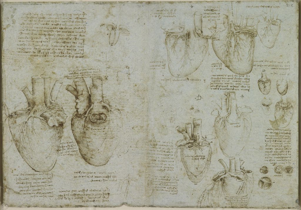 Depois de 500 anos, ciência desvenda estruturas do coração humano apontadas por Leonardo da Vinci (Imagem: Reprodução/ Wikimedia Commons)