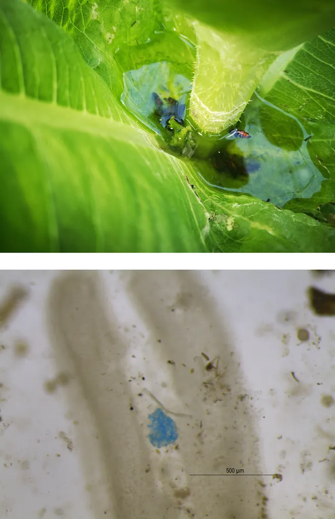 Pesquisadores encontram microplásticos na água que se acumula no caule das plantas (Imagem: Katarína Fogašová/University of Prešov/BioRisk)