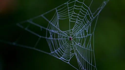Surpreendente! Cientistas traduzem vibrações de teias de aranha em música; ouça