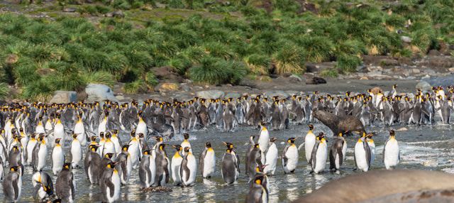 Pinguins
