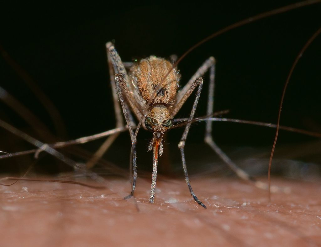 Diferente do mosquito da dengue, os mosquitos do gênero 