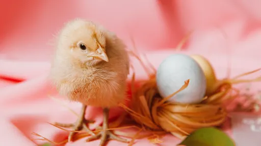 Quem veio primeiro: o ovo ou a galinha? Entenda a "polêmica"!