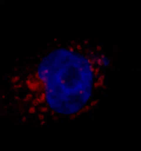 Nova técnica permite visualizar o coronavírus dentro de uma célula (Gif: Luana Nunes Santos/Unicamp)