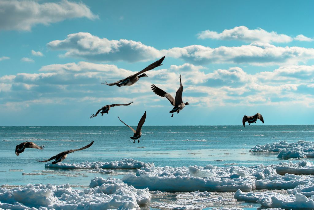 Aves migratórias que passam pelo mar contam com o olfato (Imagem: Tristan Frank/Unsplash)